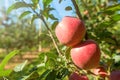 Red Ripe ApplesÂ in Orchard,Â Apple Tree Royalty Free Stock Photo